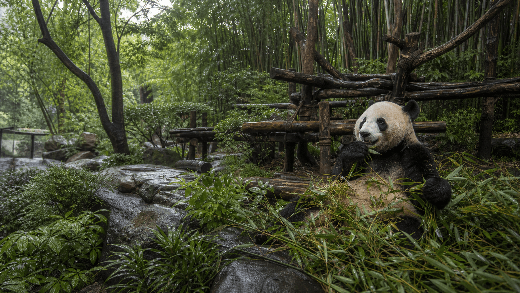 Gấu trúc trưởng thành ăn tre trong khu sinh cảnh xanh ở Chongqing Zoo buổi sáng