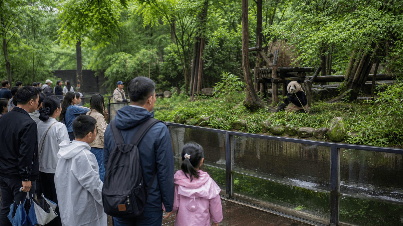 Khách đứng xem gấu trúc sau hàng rào an toàn trong Chongqing Zoo